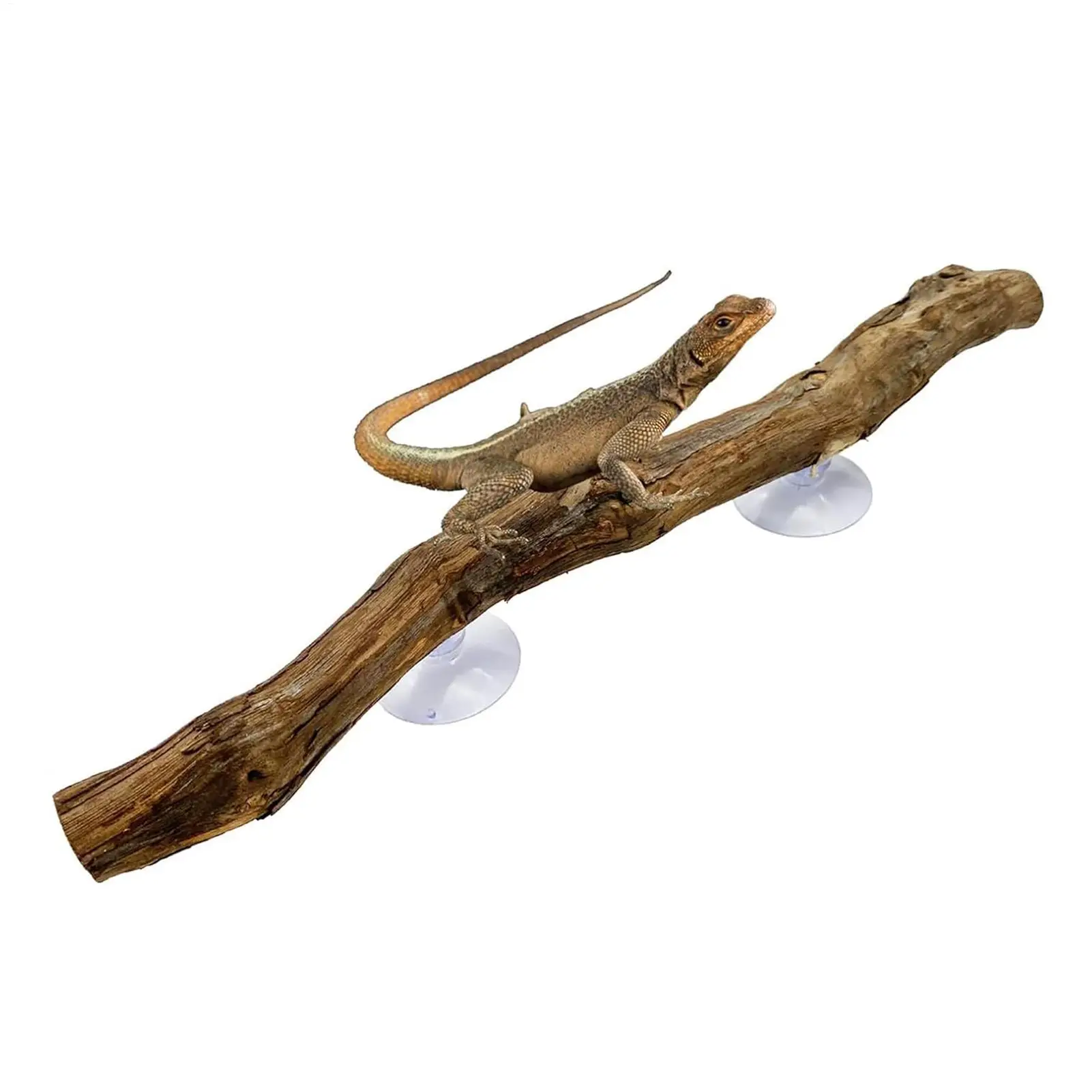 Pau de Escalada para Répteis de Madeira de Uva com Ventosa - Image 6