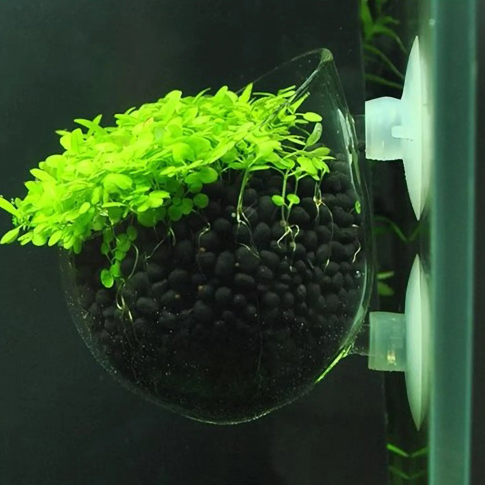 Vaso de Vidro para Plantas de Aquário com Ventosas para Fixar - Imagem 4
