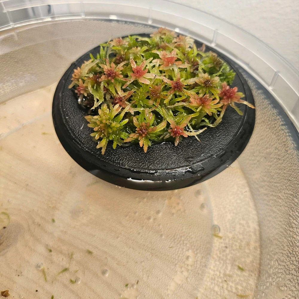 Suporte Flutuante para Plantas de Aquário com Ajuste Automático ao Nível da Água - Imagem 6