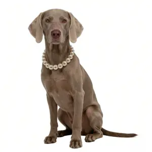 coleira de pérolas para cães grandes