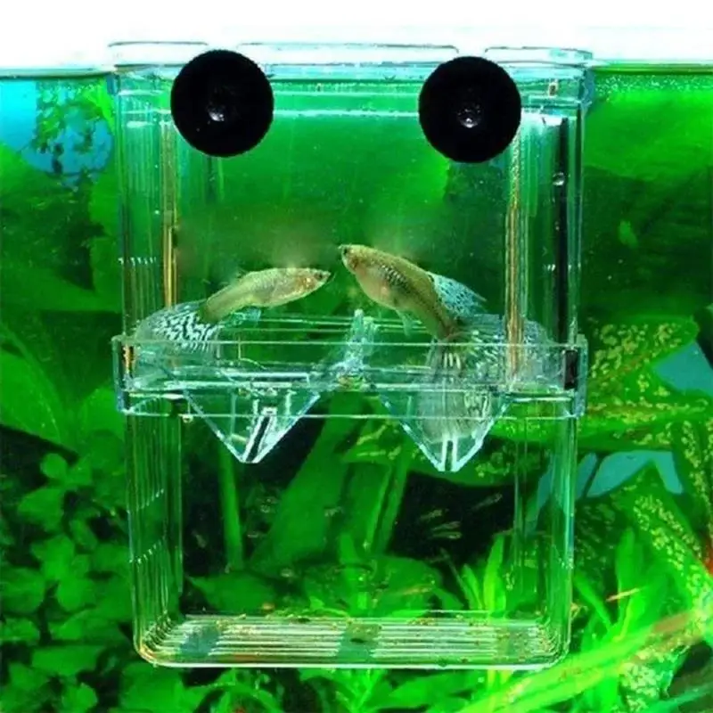 Caixa de Criação para Peixes Transparente com Ventosa Tamanho L - Imagem 6