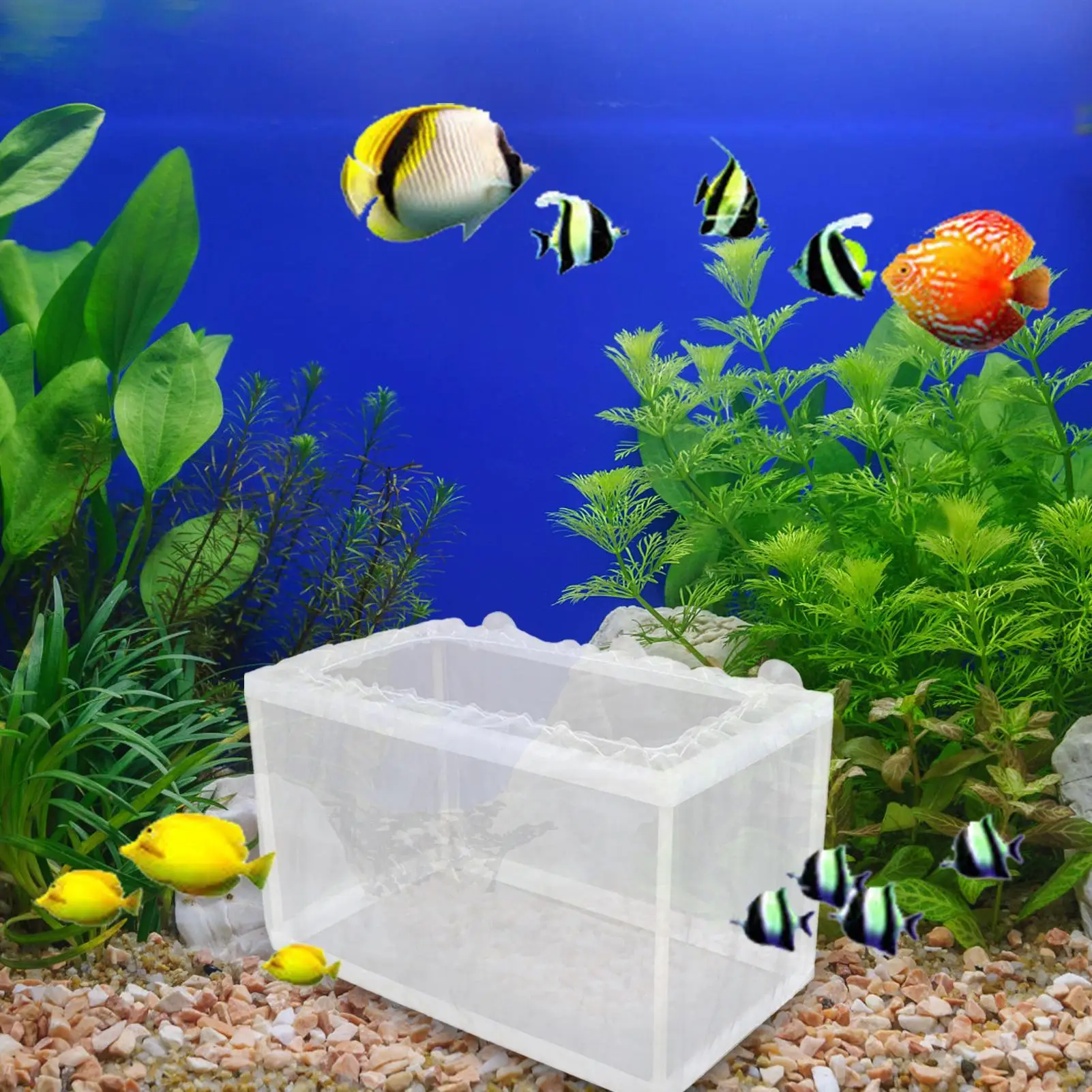 Caixa de Criação para Peixes de Aquário com Rede Fina e Ventosas - Imagem 5