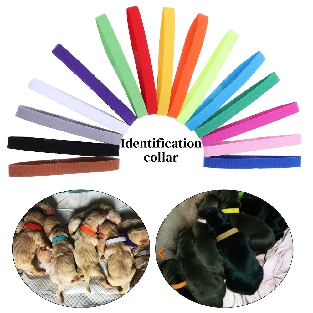coleira de identificação para filhotes