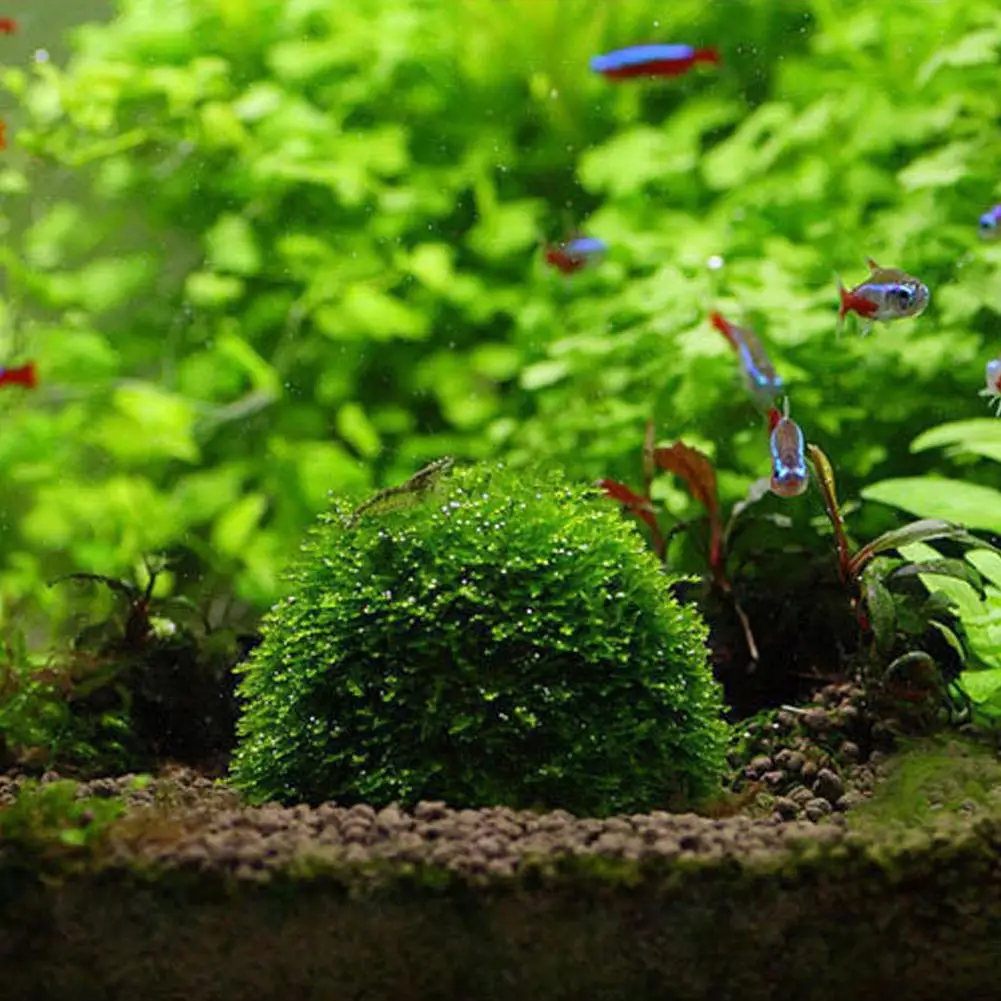 Suporte para Musgo de Aquário de Plástico Transparente 5x3 cm para Tanque de Peixes - Imagem 4