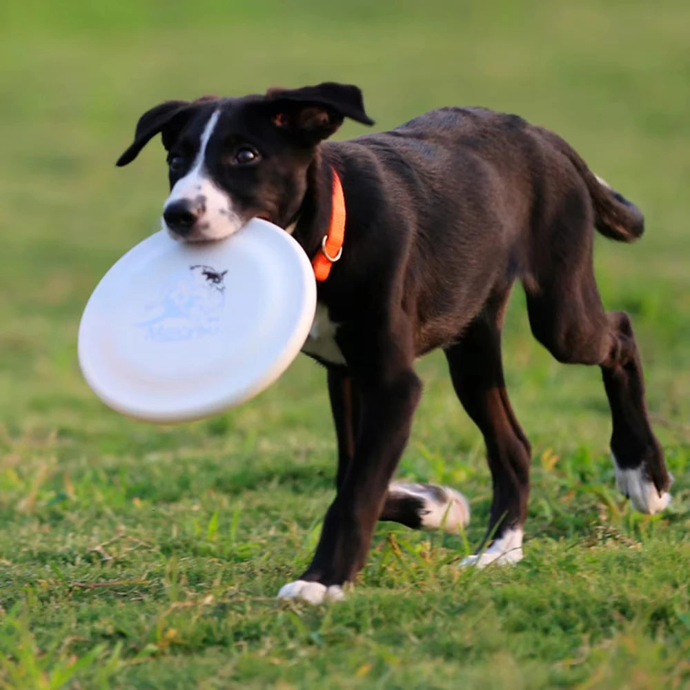 Disco de Treinamento para Cães Durável Leve Fácil de Pegar - Image 3