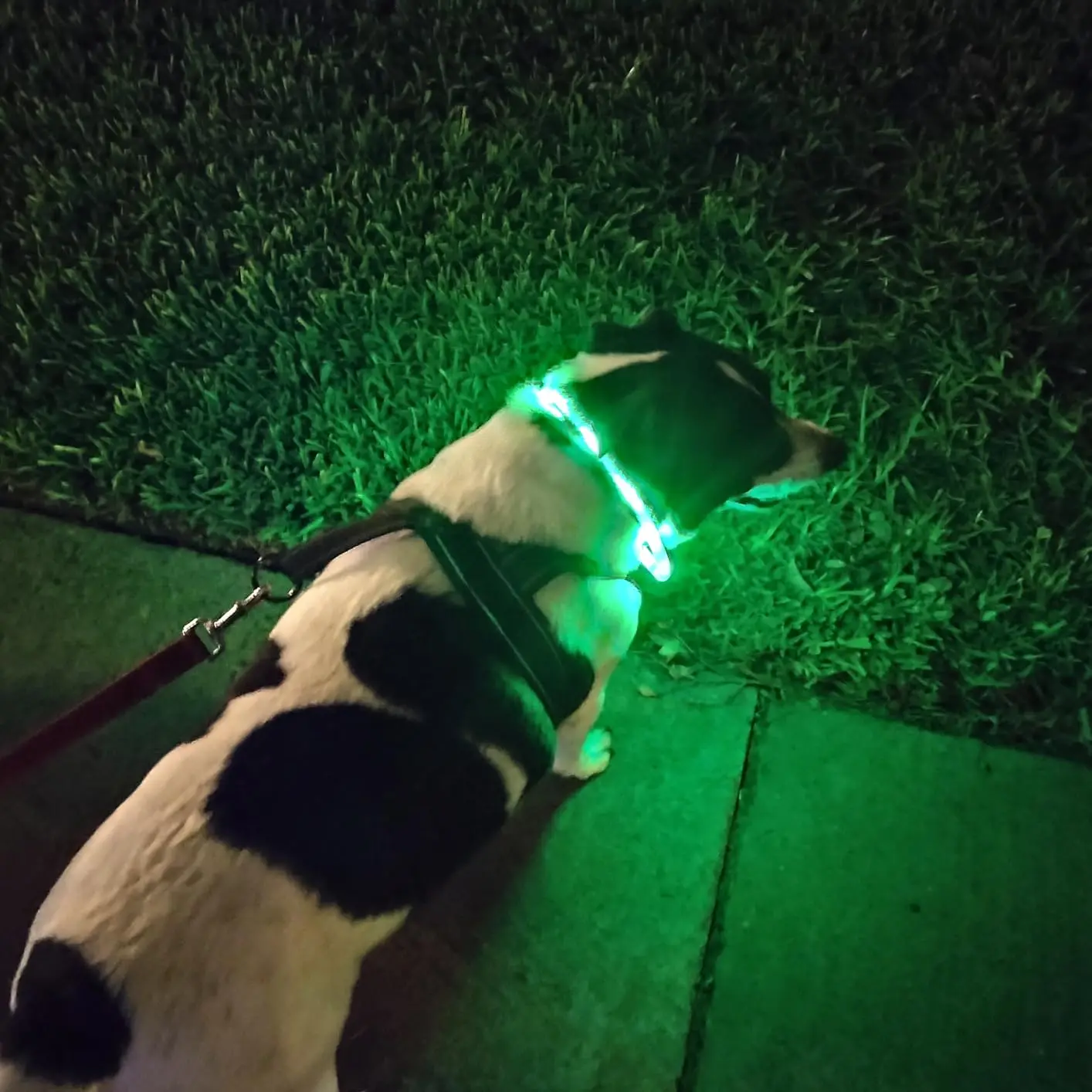 Coleira LED para Cães Recarregável USB com Faixa Iluminada - Imagem 4