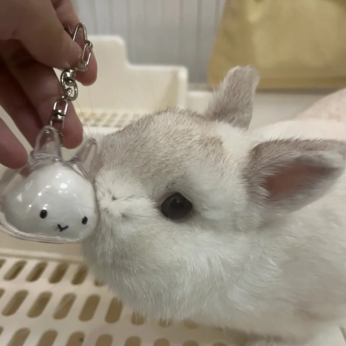 Chaveiro Porta-Pelos para Coelhos Transparente - Imagem 2