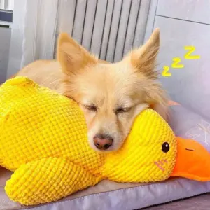 brinquedo de pato para cães para mastigar