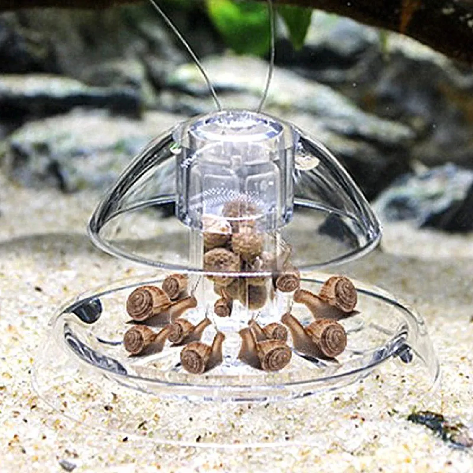 Armadilha para Caracóis de Aquário Transparente de Plástico 6 cm - Imagem 2