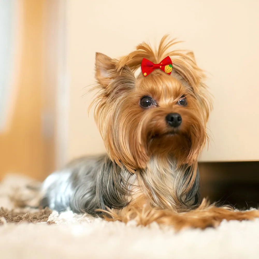 Laços para Cães com Elástico Coloridos Kit 100 Peças - Imagem 5