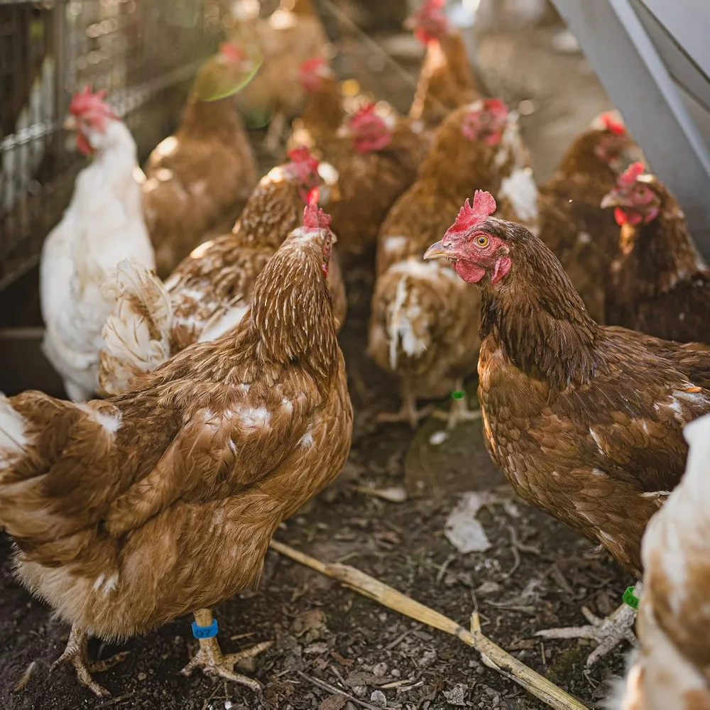 Anéis de Identificação para Aves 1.6cm com Numeração e Clipe - Imagem 3