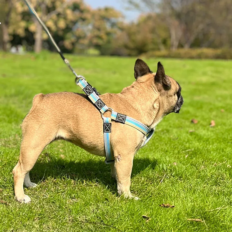 Trela de Treinamento para Cães de 2m com Borracha Antiderrapante - Imagem 5