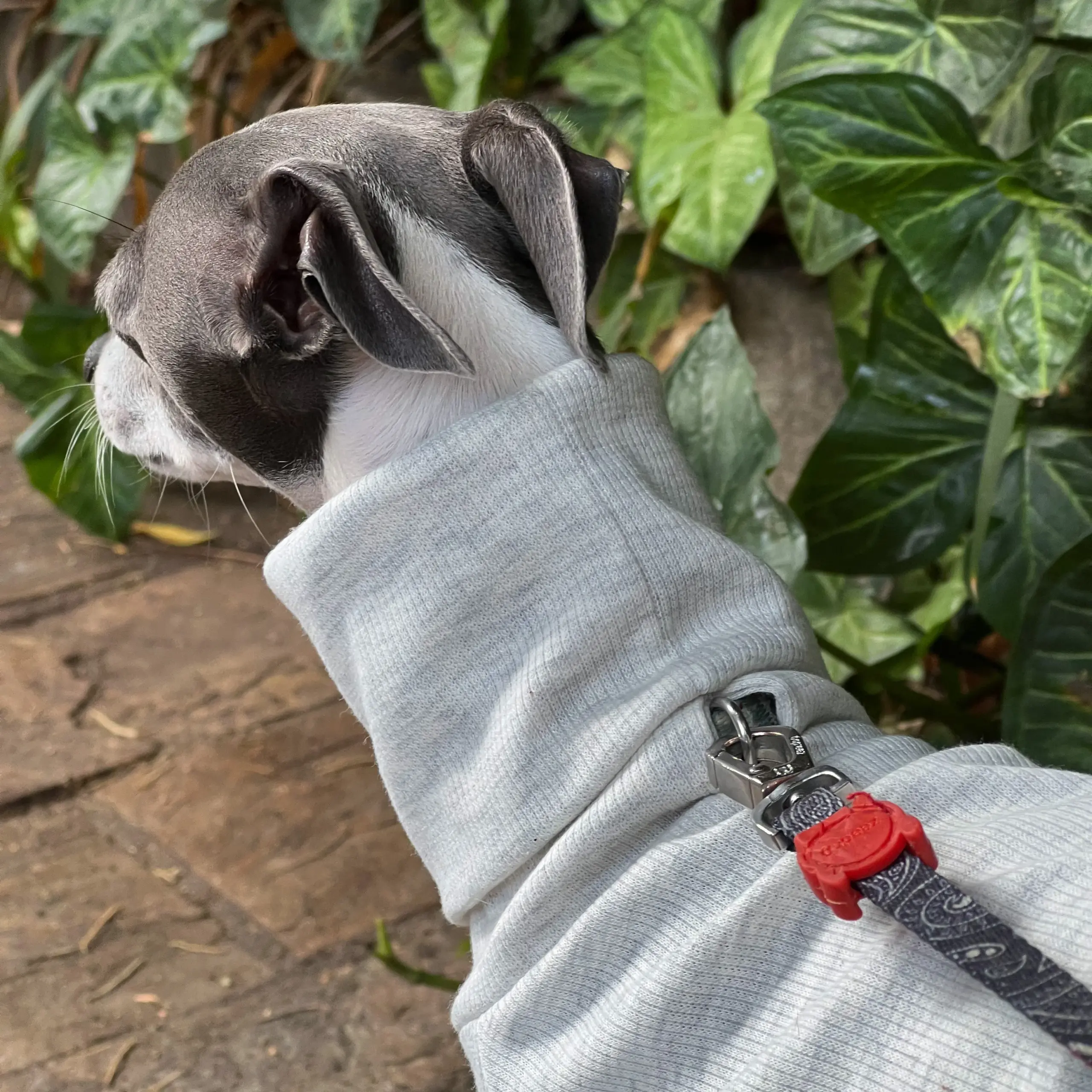 Roupa Biped Algodão Cinza para Whippet e Galgo Italiano - Image 4