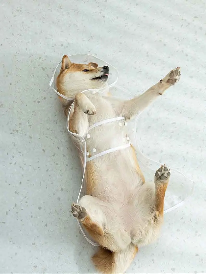 Capa de Chuva para Cães Transparente com Capuz Impermeável - Imagem 4