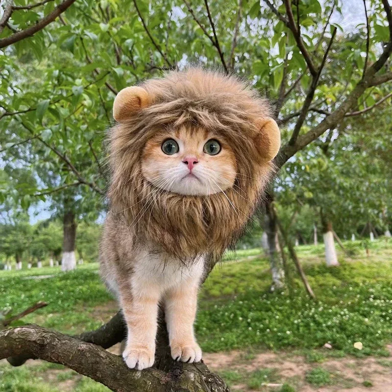 Peruca Juba de Leão para Gatos e Cães Pequenos de Feltro com Orelhas - Imagem 5