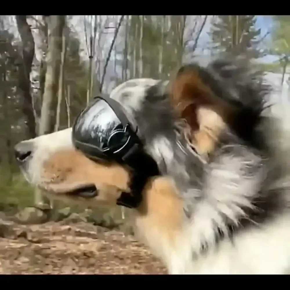 Óculos de Sol para Cães com Alça Ajustável e Proteção UV - Image 6