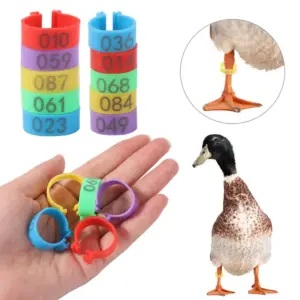 anéis de identificação para aves