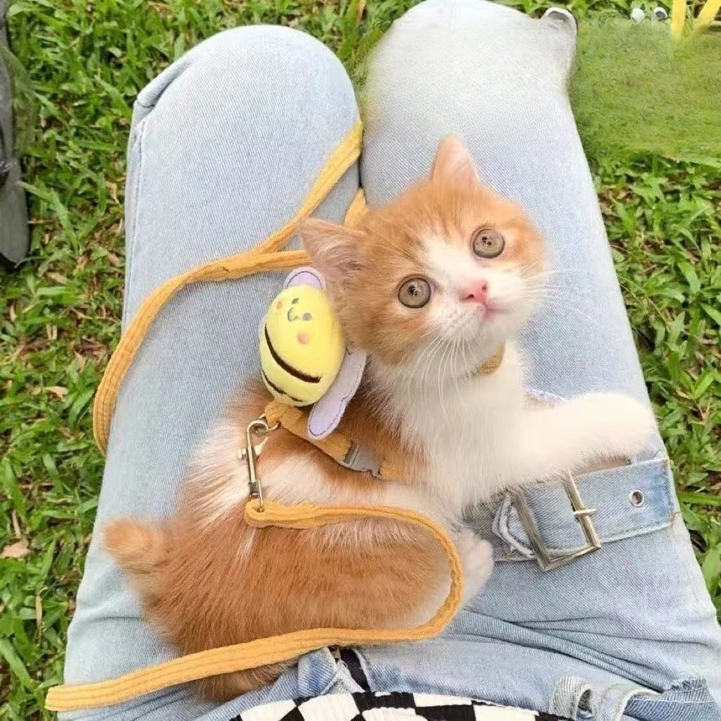 Conjunto Coleira e Guia para Cães e Gatos Ajustável Respirável - Image 2