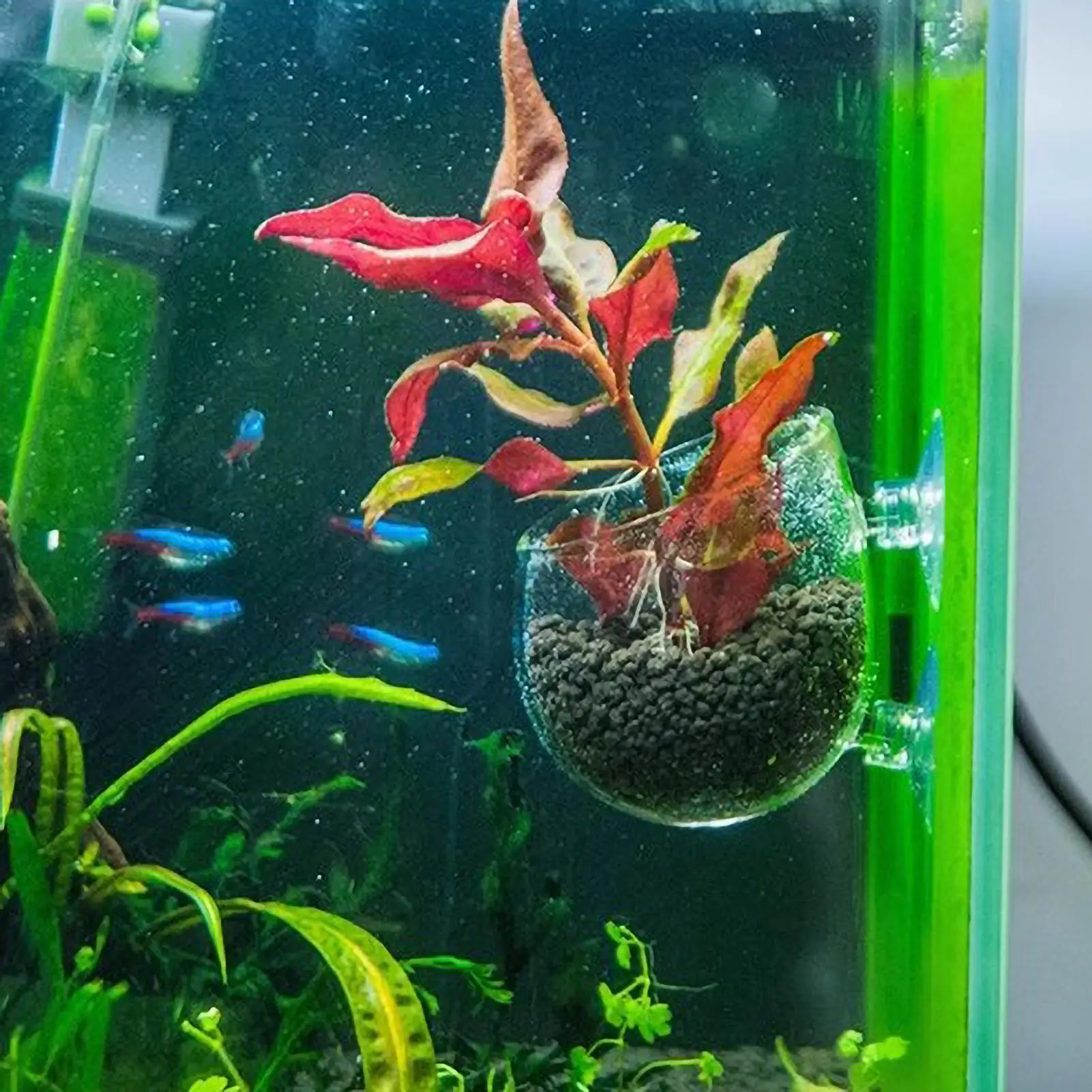 Suporte de Plantas para Aquário com Ventosas - Imagem 5