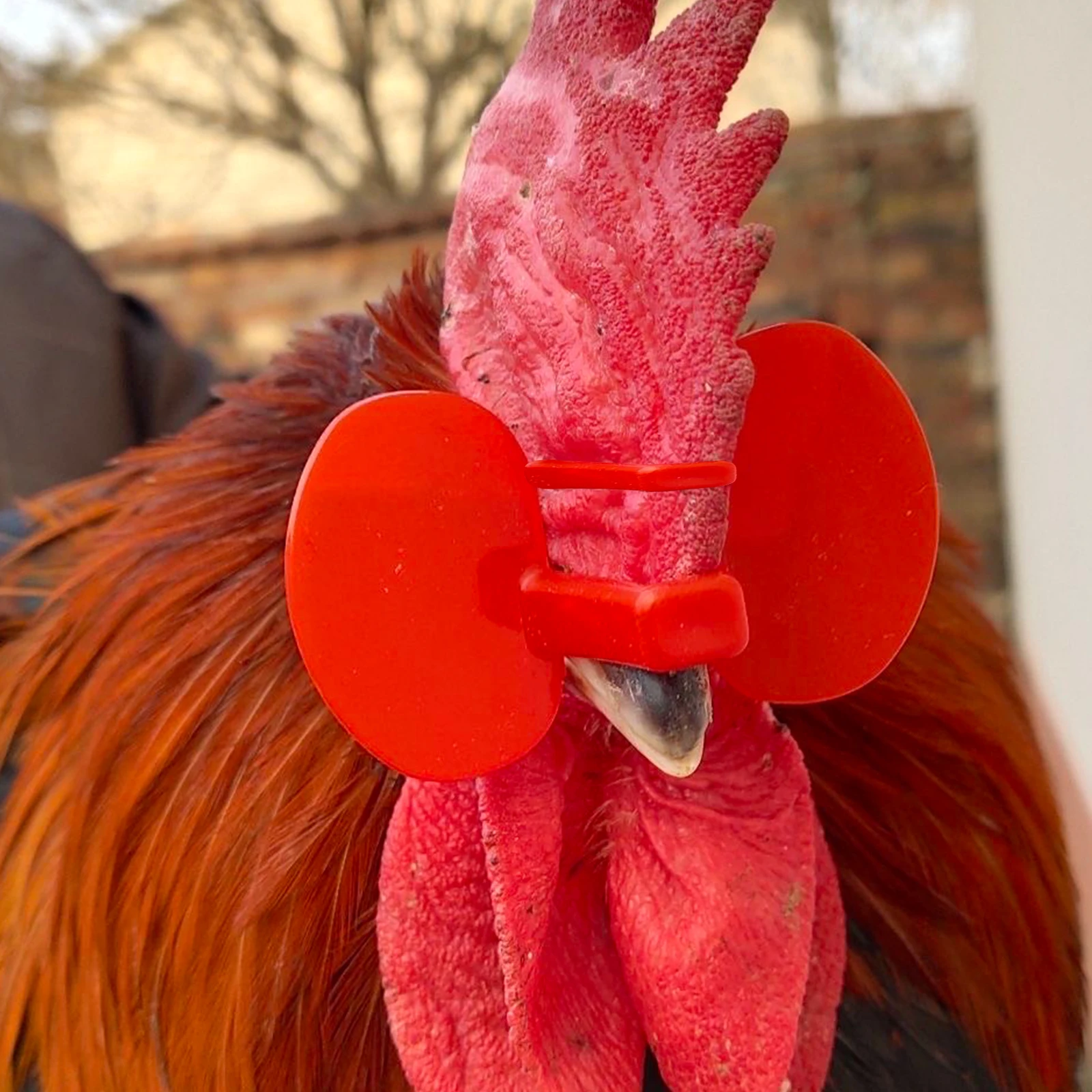 Óculos Anti-bicadas para Aves Sem Parafuso 50 Peças - Imagem 4