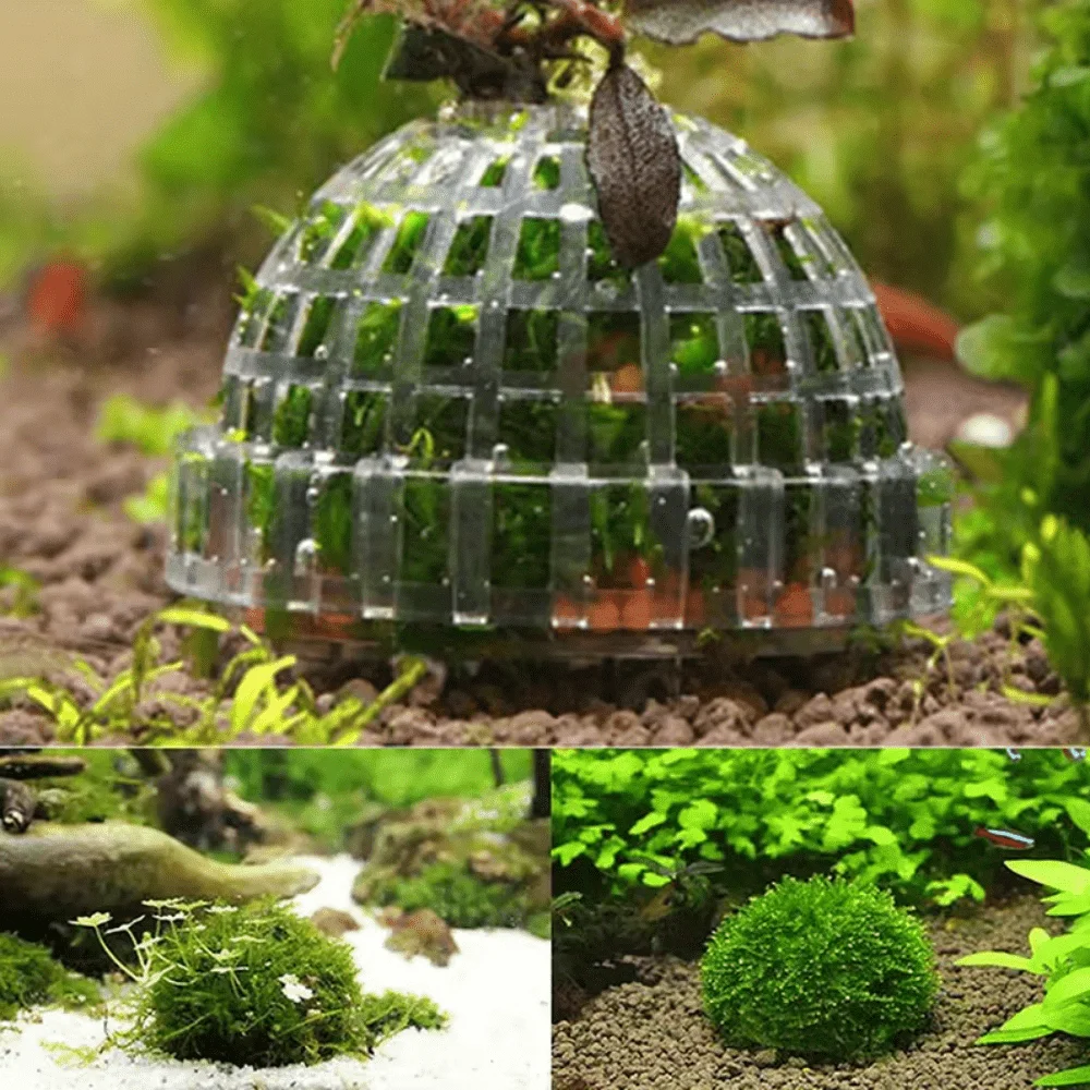 Bola de Musgo para Aquário Hemisférica de Plástico Transparente com Rosca - Imagem 5