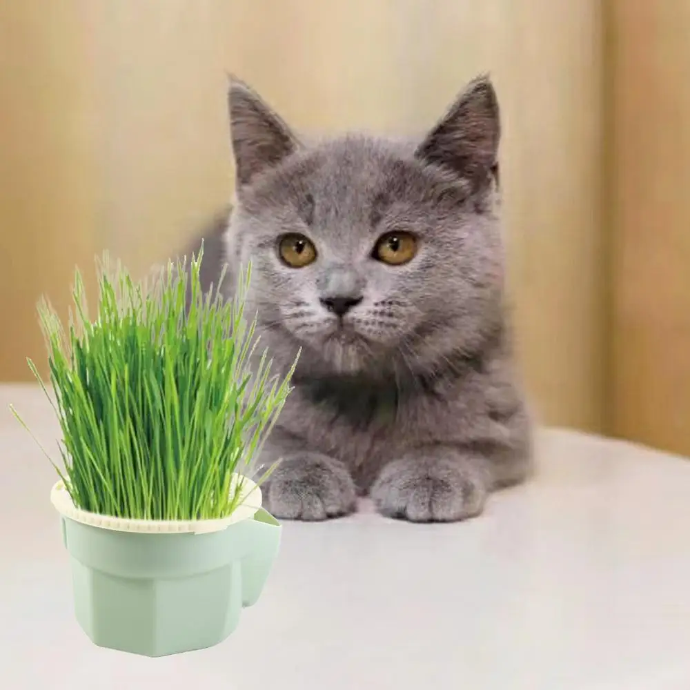 Caixa de Plantio de Grama para Gatos Hidropônica Reutilizável - Imagem 4