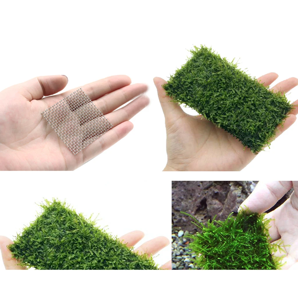 Malha de Aço Inoxidável para Aquário 5x5 cm para Musgo - Imagem 4