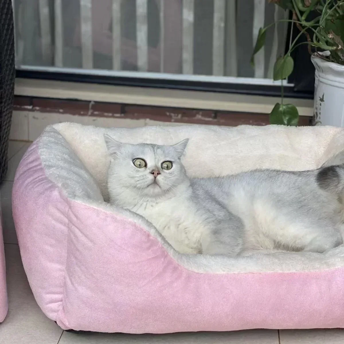 Cama para Gatos e Cães Pequenos de 43 cm em Cores Variadas - Imagem 4