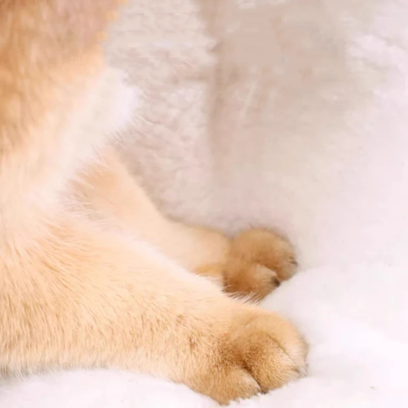 Casa para Cães e Gatos Grande Amarela com Fundo Antiderrapante - Imagem 6