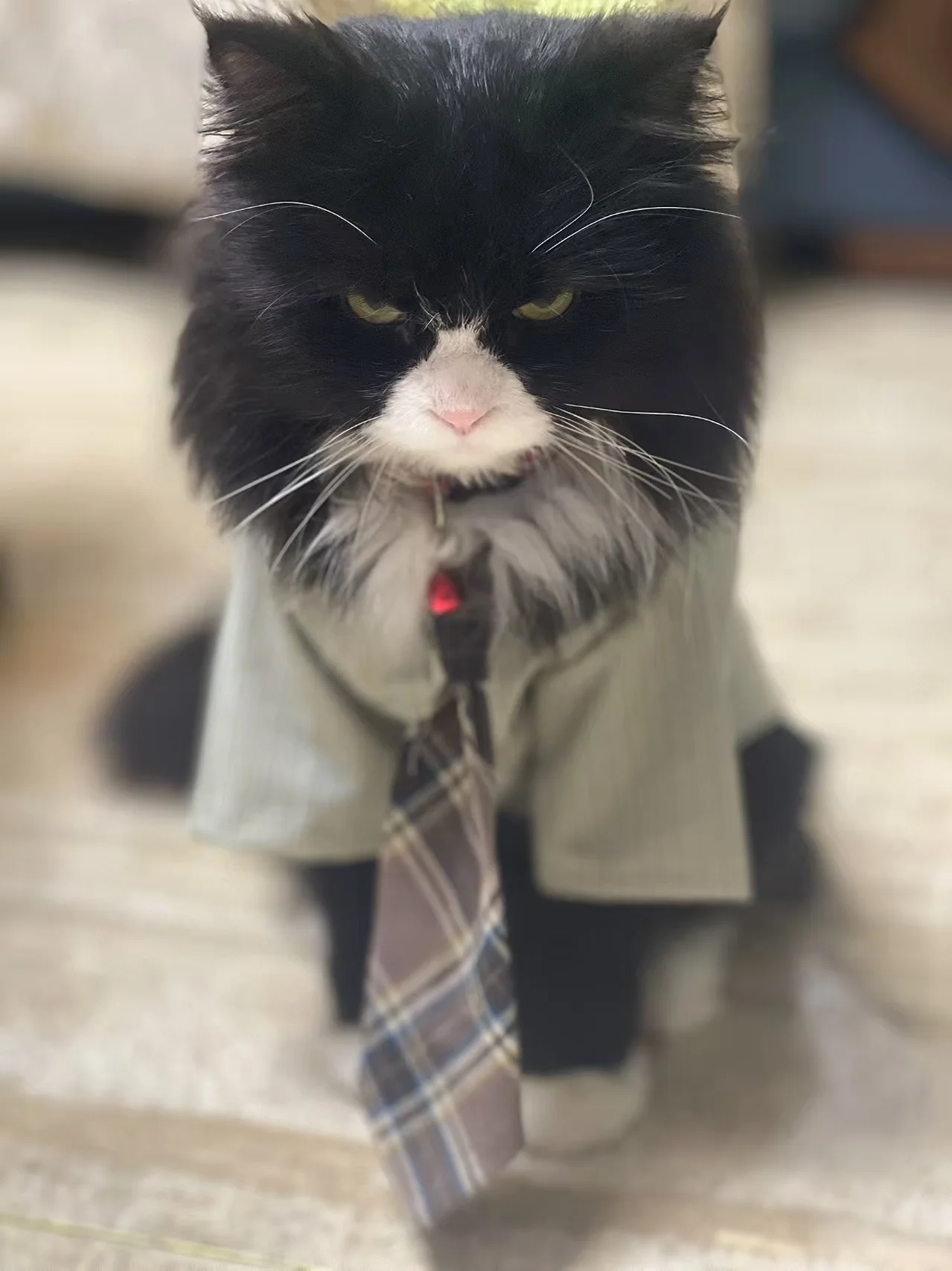 Camisa para Cães e Gatos Pequenos de Algodão, Estilo Casual Xadrez - Image 4