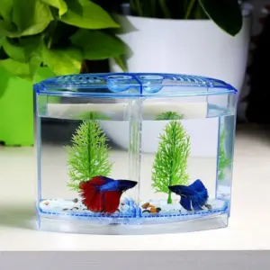 aquário duplo para betta