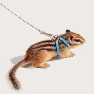 coleira e arnês para hamster
