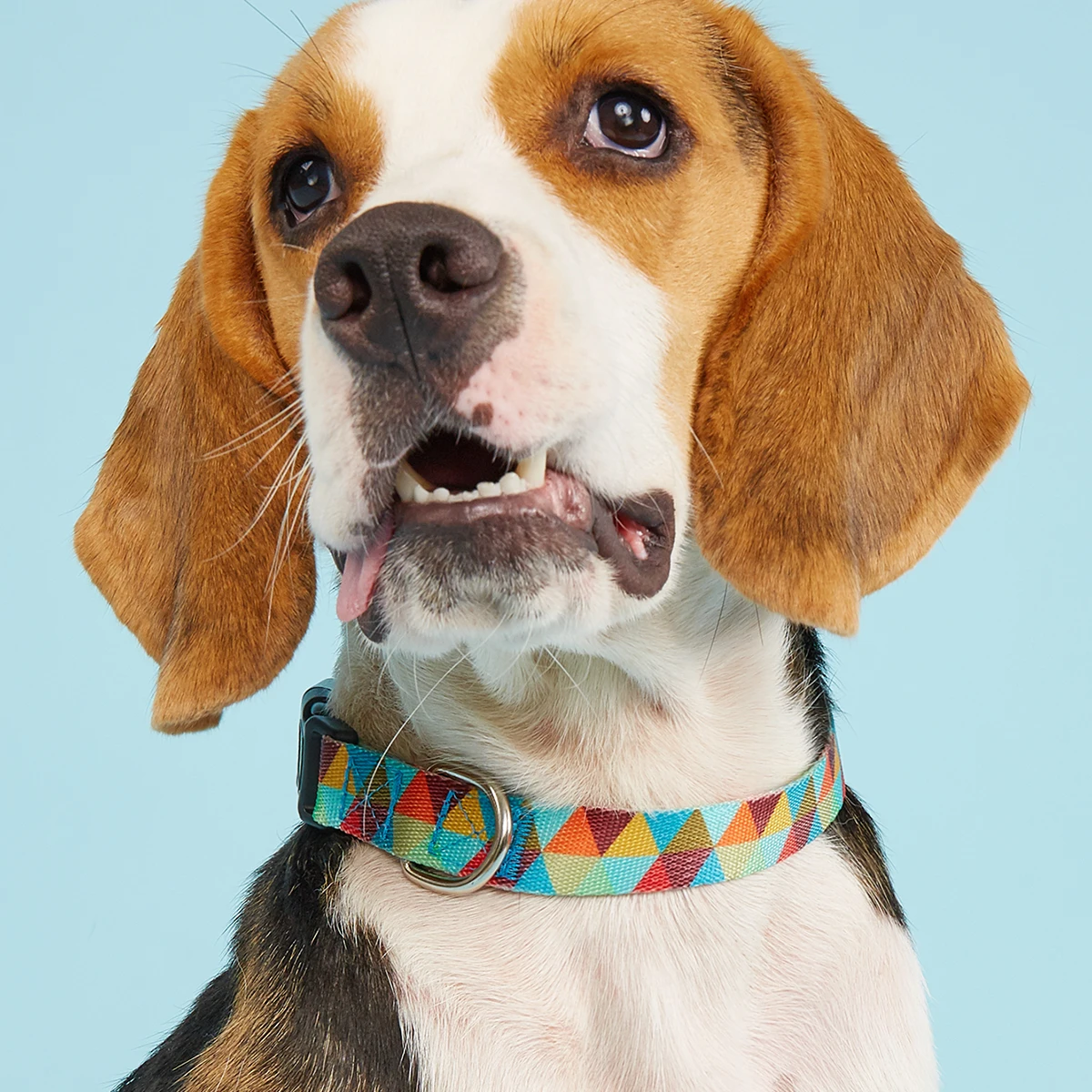 Coleira para Cães de Nylon Colorido com Regulagem para Passeio - Imagem 4