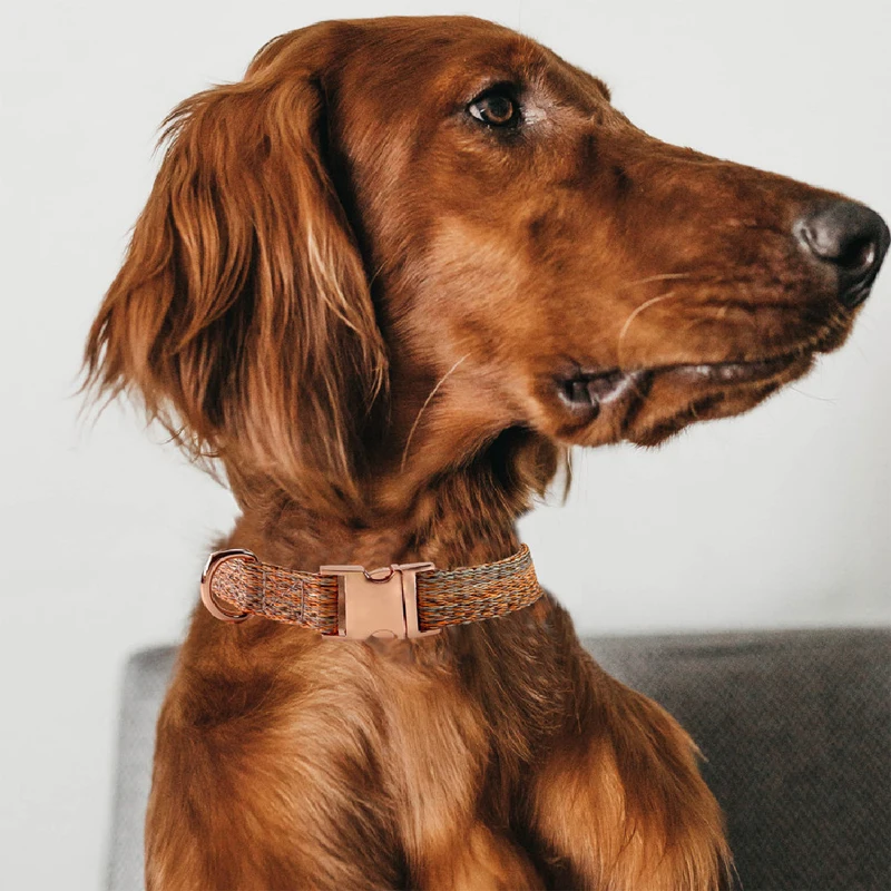 Coleira e Guia para Cães de Nylon Ajustável com Fivela de Metal - Imagem 5