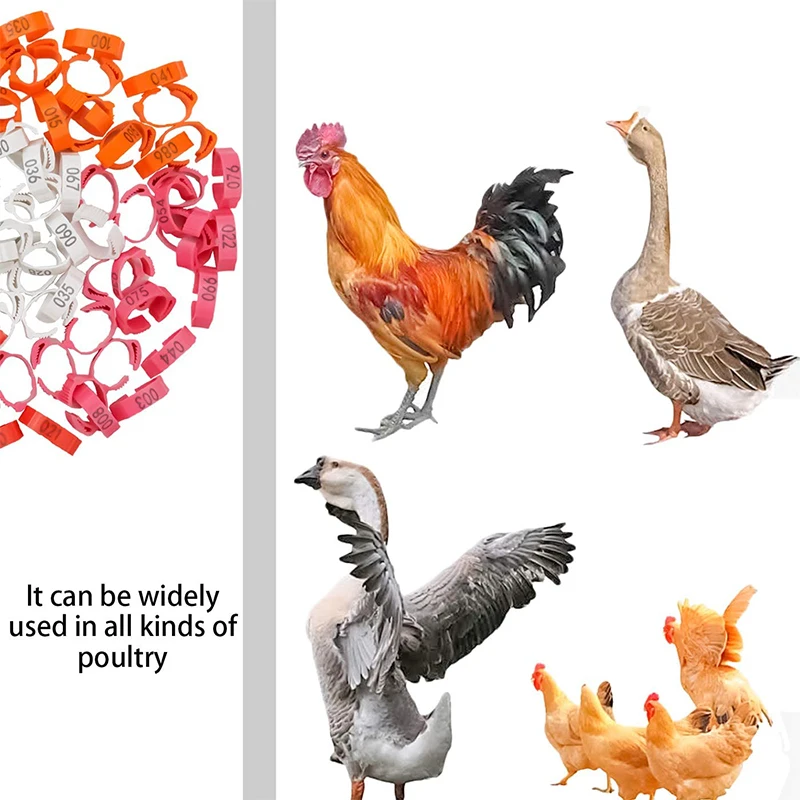 Anel de Identificação para Aves Ajustável com 6 Cores Vivas - Imagem 6