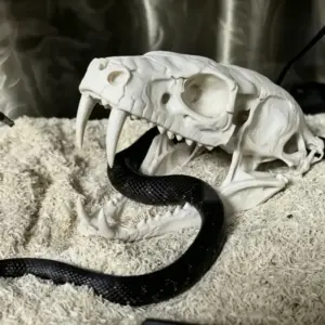crânio de cobra para terrário de répteis