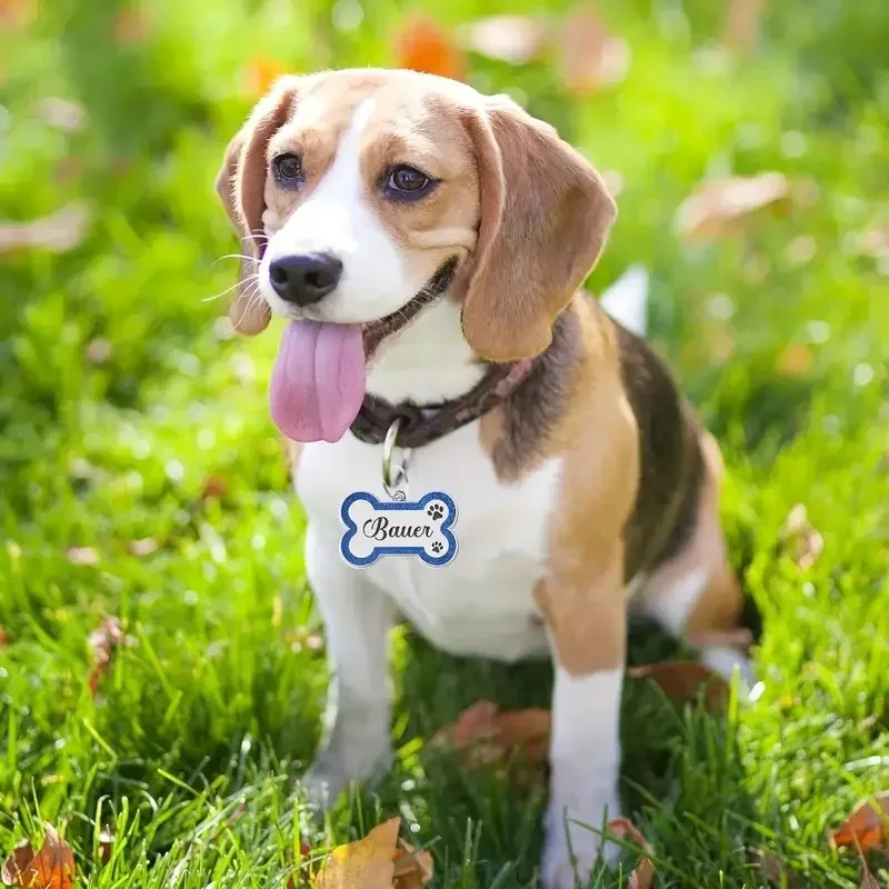 Etiqueta de Identificação para Cães e Gatos de Liga de Zinco Personalizável - Imagem 5