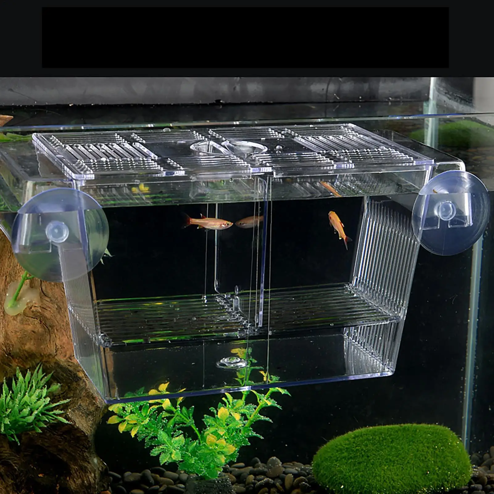 Caixa de Criação para Peixes com Ventosas e Divisórias Removíveis - Imagem 5