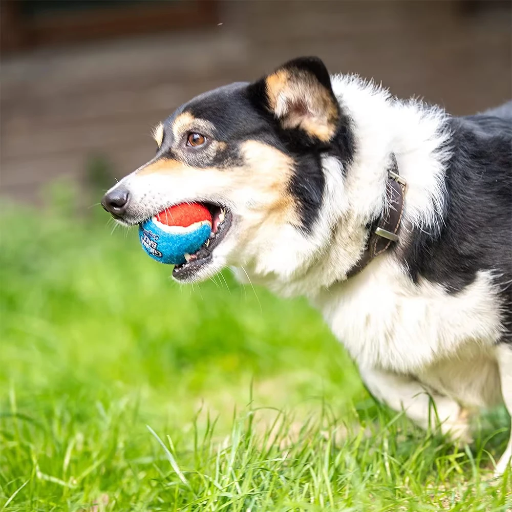 Bola de Tênis Squeaky para Cães Pequenos e Médios 4 Peças - Imagem 5