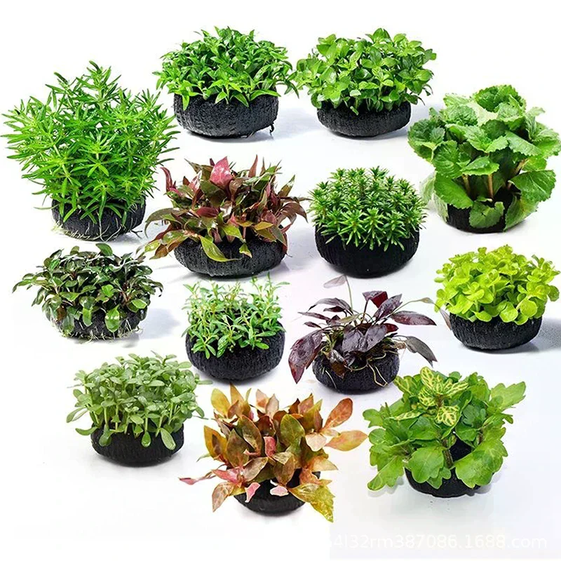 Substrato Plantio Aquário 5cm com Nutrientes para Plantas Aquáticas - Imagem 3