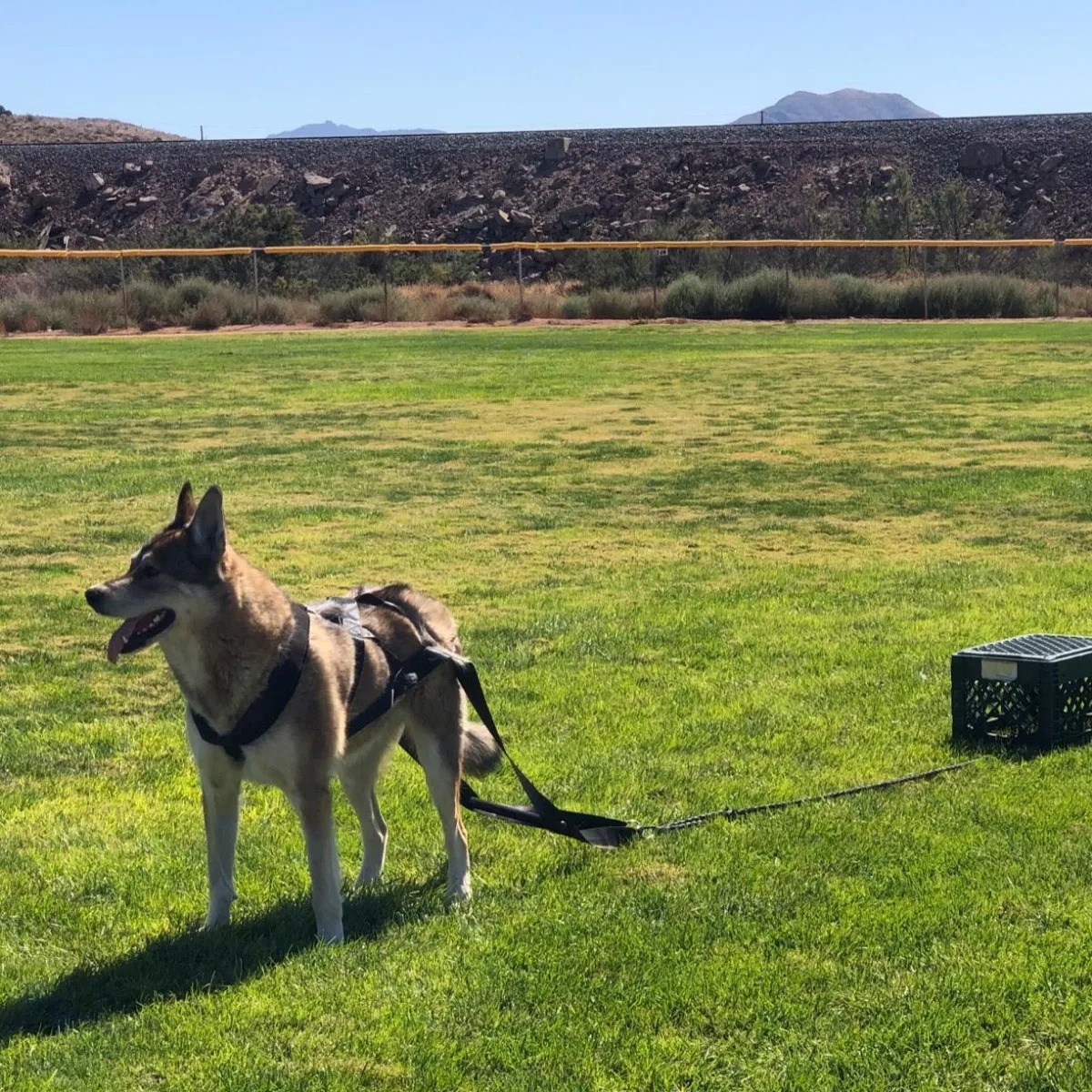 Trela de Treinamento para Cães Grandes com Cinto de Segurança Durável - Imagem 3