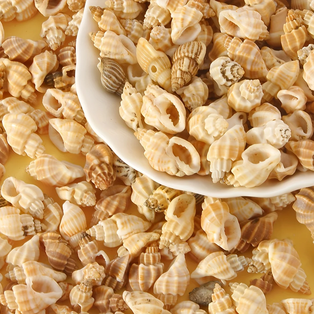 Conchas Naturais Amarelas para Aquário de Tartarugas 50g - Image 2
