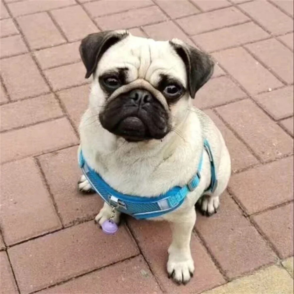 Coleira Peitoral para Cães Pequenos e Médios em Malha Respirável - Imagem 6