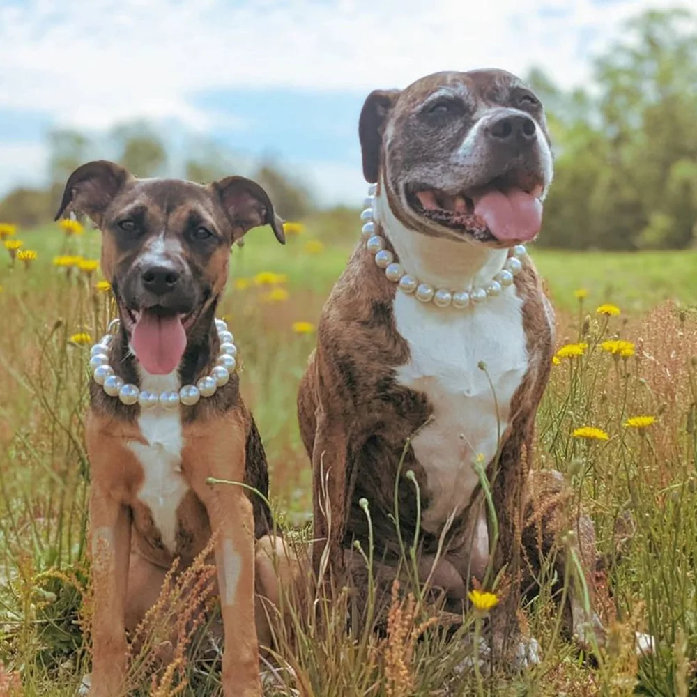 Coleira de Pérolas para Cães Grandes com Cabo de Aço - Imagem 6