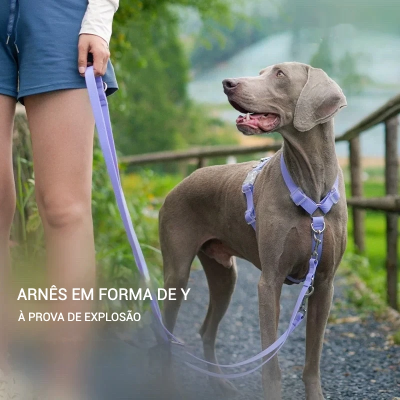 coleira para cães de PVC ajustável