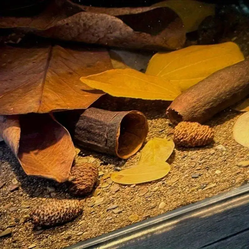 Decoração para Aquário Caverna para Cíclidos 3 Peças com Abrigo - Imagem 5