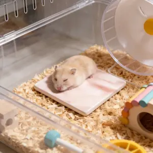 almofada de resfriamento para hamster