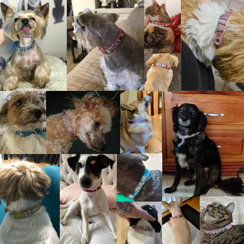 Coleira Personalizada para Cães de Couro com Nome DIY - Imagem 2