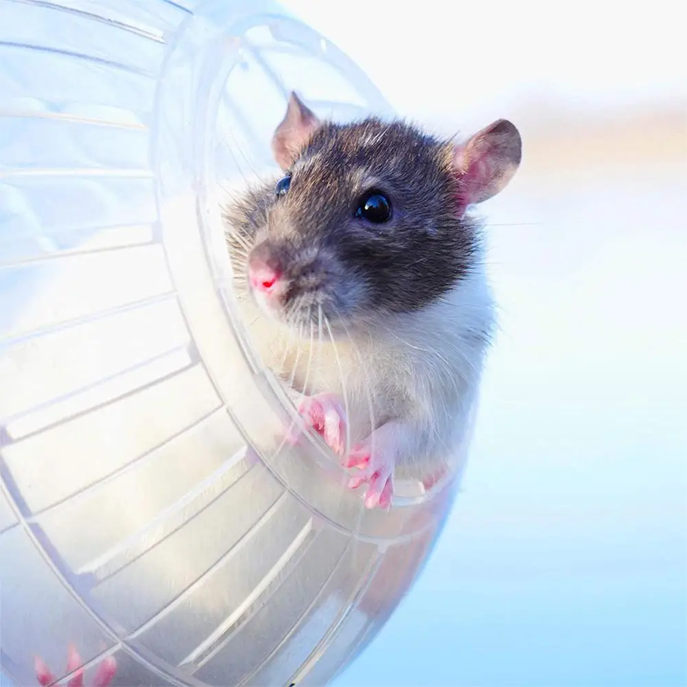 Bola de Exercício para Hamster de Acrílico Transparente 10 cm - Imagem 2