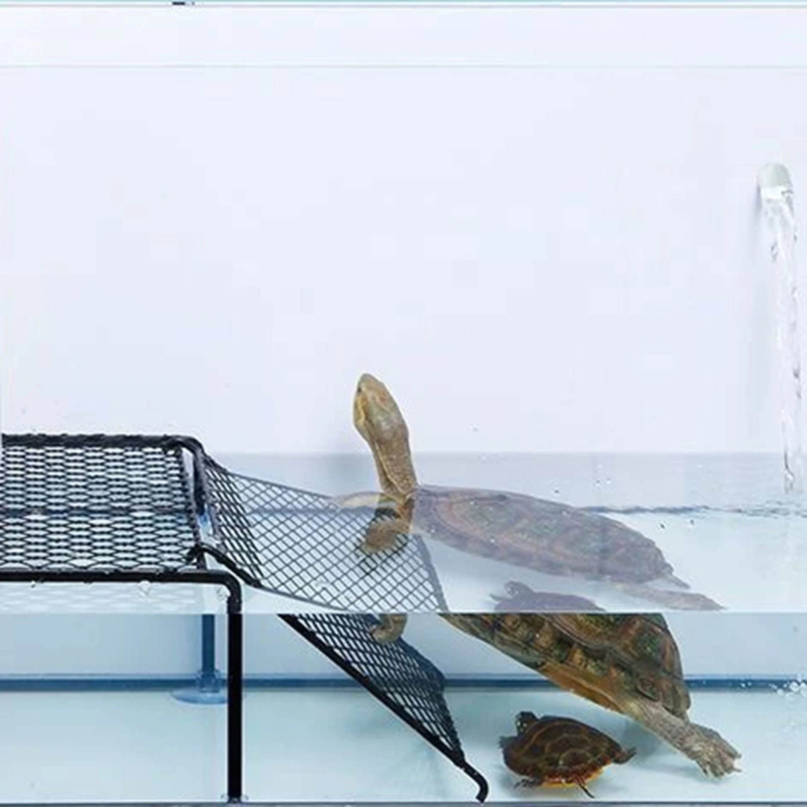 Plataforma Flutuante para Tartarugas com Rampa e Ventosas - Imagem 2